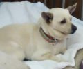 Βρέθηκε στην Αργυρούπολη Αττικής λευκός σκύλος Τσιουάουα