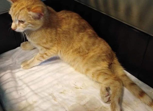 Λέσβος: Έκκληση για τα έξοδα περίθαλψης γάτας που έμεινε παράλυτη μετά από πυροβολισμό με αεροβόλο