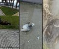 Πάπιες, δεκαοχτούρες και σκύλος τα νεκρά από φόλες ζώα στα Καρυώτικα στο Ξυλόκαστρο Κορινθίας