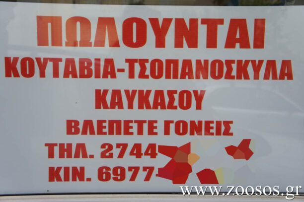 Dogs’ Voice: «Παράνομο εμπόριο σκύλων στην Ελλάδα, μην παίρνεις μέρος»