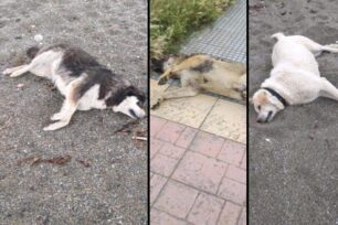 Τρία σκυλιά νεκρά από φόλες σε παραλία του Αγιόκαμπου Λάρισας
