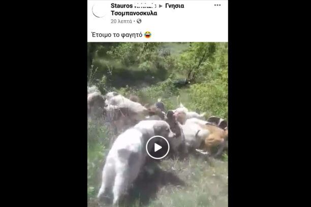 Αφήνει 15 σκυλιά να ξεσκίζουν αγριογούρουνο και ανεβάζει βίντεο στο facebook