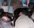 Αφαιρέθηκε επιτυχώς τεράστιος όγκος από σκυλίτσα που υπέφερε στον Άρατο Ροδόπης