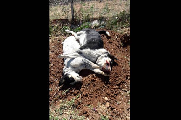 Δύο σκυλιά νεκρά από φόλες στα Αθίκια Κορινθίας
