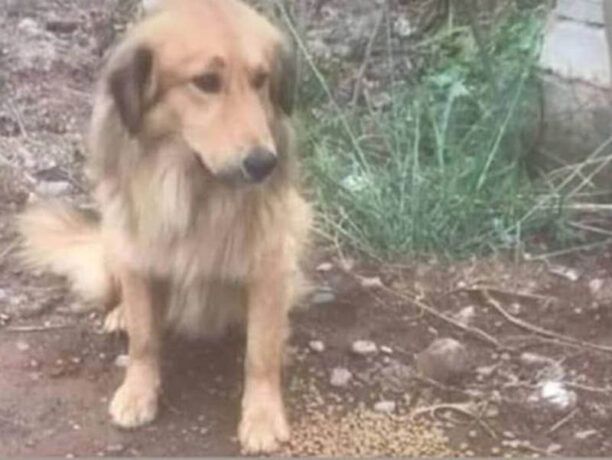 Έκκληση για την υιοθεσία σκύλου που έμεινε παράλυτος αφού χτυπήθηκε από όχημα στην Καλαμάτα Μεσσηνίας