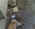 Γάτα νεκρή με λιωμένο κεφάλι μέσα σε κουτί κονσέρβας στη Δάφνη Αττικής (βίντεο)