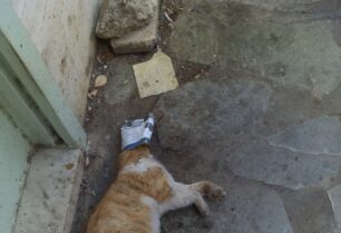 Γάτα νεκρή με λιωμένο κεφάλι μέσα σε κουτί κονσέρβας στη Δάφνη Αττικής (βίντεο)