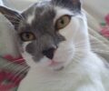 Χάθηκε αρσενική στειρωμένη γάτα στην περιοχή Μελίσσια στον Ασπρόπυργο Αττικής
