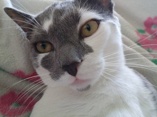 Χάθηκε αρσενική στειρωμένη γάτα στην περιοχή Μελίσσια στον Ασπρόπυργο Αττικής
