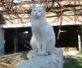 Ο Δήμος Αργυρούπολης – Ελληνικού δεσμεύεται για τη φροντίδα των ζώων στο πρώην αεροδρόμιο