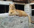 N. Μπομπολάκη: Άμεση ανάγκη παρέμβασης Περιφέρειας & Δήμου για διάσωση των ζώων στο Ελληνικό (ηχητικό)