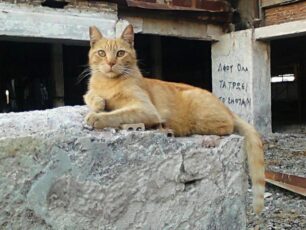 N. Μπομπολάκη: Άμεση ανάγκη παρέμβασης Περιφέρειας & Δήμου για διάσωση των ζώων στο Ελληνικό (ηχητικό)