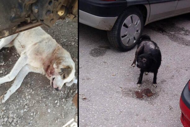 Τρίκαλα: Καμιά μέριμνα από τον Δήμο Φαρκαδόνας για τ’ αδέσποτα ζώα που υποφέρουν