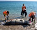 Επτά φώκιες εντοπίστηκαν νεκρές στο Αιγαίο οι 4 δολοφονημένες από ψαράδες