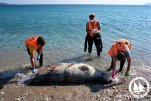 Επτά φώκιες εντοπίστηκαν νεκρές στο Αιγαίο οι 4 δολοφονημένες από ψαράδες
