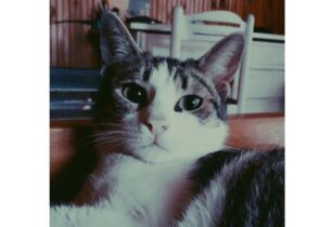 Βρέθηκε - Χάθηκε θηλυκή γάτα στον Εύοσμο Θεσσαλονίκης