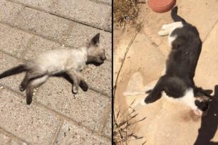 Δύο γατάκια νεκρά από φόλες στην αυλή του 4ου Δημοτικού Σχολείου στη Γλυφάδα Αττικής