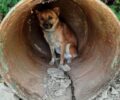17 σκυλιά αλυσοδεμένα σε άθλιες συνθήκες σε παράνομο εκτροφείο αργοπέθαιναν κοντά στον Καμπανό Χανίων (βίντεο)