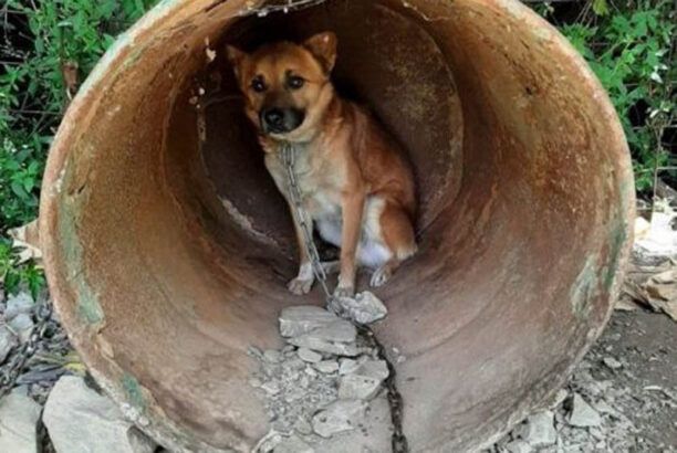 17 σκυλιά αλυσοδεμένα σε άθλιες συνθήκες σε παράνομο εκτροφείο αργοπέθαιναν κοντά στον Καμπανό Χανίων (βίντεο)