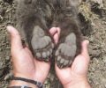 Αρκούδα προσπάθησε να θάψει τα νεκρά αρκουδάκια της στην Καστοριά