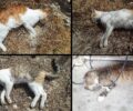 Γαύδος: Γάτες νεκρές από φόλες στο Καστρί