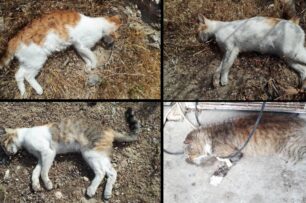 Γαύδος: Γάτες νεκρές από φόλες στο Καστρί