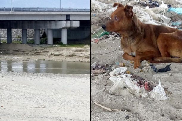 Κατερίνη Πιερίας: Έδεσε σκύλο με σύρμα μέσα στον ποταμό Λεύκο και τον άφησε για να πεθάνει βασανιστικά