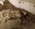 Σκυλιά νεκρά από φόλες στην Κλένια Κορινθίας