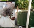 Κως: Βρήκαν τον άρρωστο σκύλο πεταμένο σε κάδο και τυλιγμένο με κουβέρτα (βίντεο)