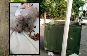 Κως: Βρήκαν τον άρρωστο σκύλο πεταμένο σε κάδο και τυλιγμένο με κουβέρτα (βίντεο)