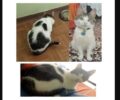 Χάθηκε αρσενική γάτα στην Καβάλα