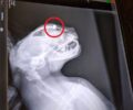 Γάτα τυφλή μετά από πυροβολισμό στο μάτι με αεροβόλο στα Παράκοιλα Λέσβου