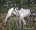 Σκυλιά νεκρά από φόλες στο Λεβίδι Αρκαδίας
