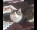 Βρέθηκε - Χάθηκε θηλυκή γάτα στον Άλιμο Αττικής