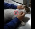 Ακόμα μια γάτα πυροβολημένη με αεροβόλο στα Μάλγαρα Θεσσαλονίκης (βίντεο)