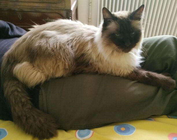 Βρέθηκε - Χάθηκε αρσενική στειρωμένη γάτα ράτσας Βιρμανίας - Ράγκντολ στο Χαλάνδρι Αττικής