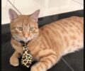 Βρέθηκε - Χάθηκε ξανθιά γάτα αρσενική στειρωμένη στη Θεσσαλονίκη στην περιοχή Κ.Τ.Ε.Λ.