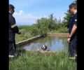 Πυροσβέστες έβγαλαν σκύλο από στέρνα στο Μικρό Σούλι Σερρών (βίντεο)