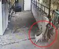 Αναζητεί τον σκύλο που άνδρες άρπαξαν μέσα από κτήμα στη Μόρια Λέσβου (βίντεο)