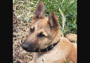 Βρέθηκε ζωντανός και υγιής ο σκύλος που είχε κλαπεί από σπίτι στη Μόρια Λέσβου (βίντεο)
