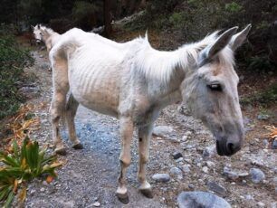 Φιλοζωικός Σύλλογος Χανίων: Εγκατέλειψαν σκελετωμένα μουλάρια στο κλειστό Φαράγγι της Σαμαριάς