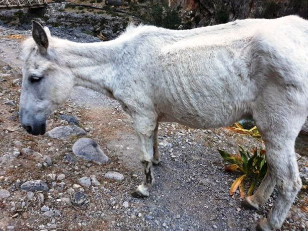 Φιλοζωικός Σύλλογος Χανίων: Ψεύδεται η Αποκεντρωμένη Διοίκηση Κρήτης για τα μουλάρια που άφησαν στην τύχη τους δασικοί υπάλληλοι