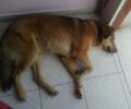 Ωρεοί Εύβοιας: Έκκληση για την περίθαλψη τραυματισμένου αδέσποτου σκύλου