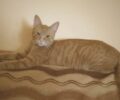 Χάθηκε θηλυκή ξανθιά γάτα στην Ορεστιάδα