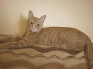 Χάθηκε θηλυκή ξανθιά γάτα στην Ορεστιάδα