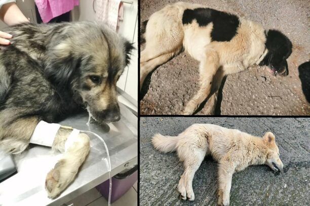 Σκυλιά και γάτες κυρίως αδέσποτα ζώα δολοφονημένα με φόλες παντού στη Νάουσα Ημαθίας (βίντεο)