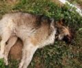 Νάουσα Ημαθίας: Συνεχίζεται η δολοφονία αδέσποτων και οικόσιτων ζώων με φόλες