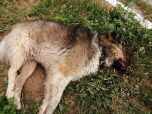 Νάουσα Ημαθίας: Συνεχίζεται η δολοφονία αδέσποτων και οικόσιτων ζώων με φόλες