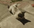 Έκκληση για τραυματισμένη γάτα στη Νέα Σμύρνη Αττικής