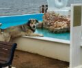 Για τον αδέσποτο Οδυσσέα τον σκύλο που κάποιος δηλητηρίασε στην Κυανή Ακτή Πρέβεζας